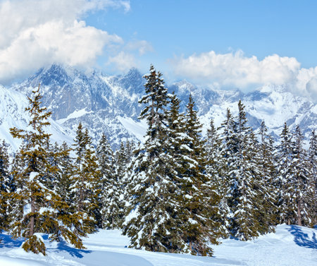 Winter mountain fir forest snowy landscape (top of Papageno bahn - Filzmoos, Austria)の写真素材