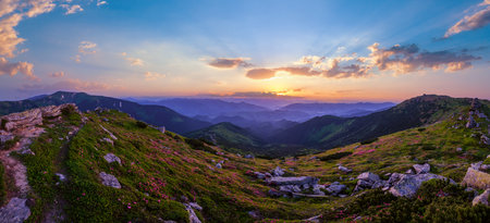 Carpathian morning summer panorama view with rhododendron flowers, Chornohora, Ukraine.の写真素材
