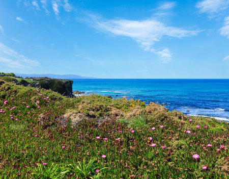Summer blossoming Atlantic coastline landscape with pink flowers (Spain).の写真素材