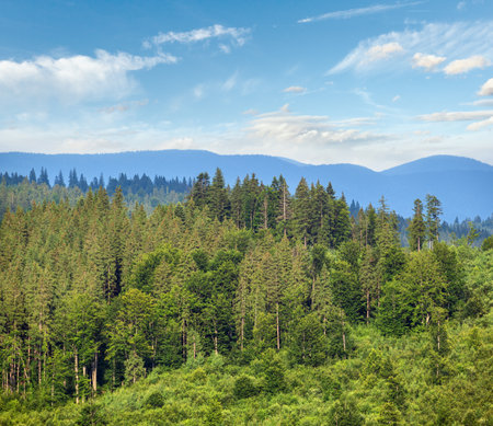 Picturesque summer Carpathian mountain countryside meadows. Abundance of vegetation and beautiful wild flowers.の写真素材