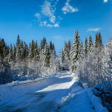 Secondary countryside alpine road to remote mountain hamlet through snowy fir forest, snow drifts and wood fence on waysideの写真素材