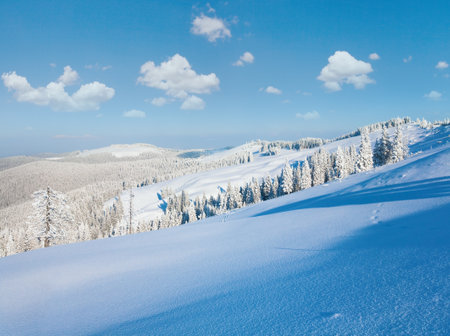 Winter rime and snow covered fir trees on mountainside (Carpathian Mountains, Ukraine)の写真素材
