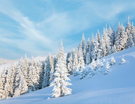 Morning winter calm mountain landscape with beautiful fir trees  on slope (Kukol Mount, Carpathian Mountains, Ukraine)の写真素材
