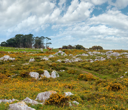 Cow herd on summer blossoming hill with stones and  yellow flowers.の写真素材