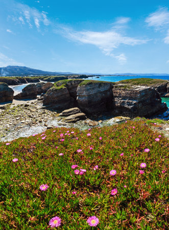 Summer blossoming Atlantic coastline landscape with pink flowers (Islas beach, Spain). Two shots stitch image.の写真素材