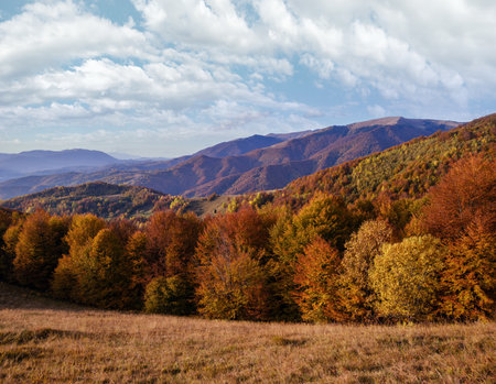 Autumn morning Carpathian Mountains calm picturesque scene, Ukraine. Peaceful traveling, seasonal, nature and countryside beauty concept scene.の写真素材