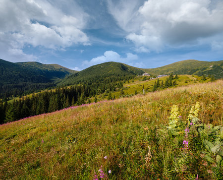 Pink blooming Sally and yellow hypericum flowers on summer mountain slope. In far - Pozhyzhevska weather and botanic stations (building was laid in 1901), Chornohora ridge, Carpathian, Ukraine.の写真素材