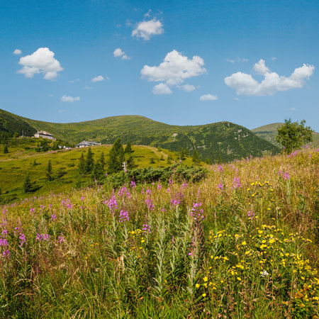 Pink blooming Sally and yellow hypericum flowers on summer mountain slope. In far - Pozhyzhevska weather and botanic stations (building was laid in 1901), Chornohora ridge, Carpathian, Ukraine.の写真素材