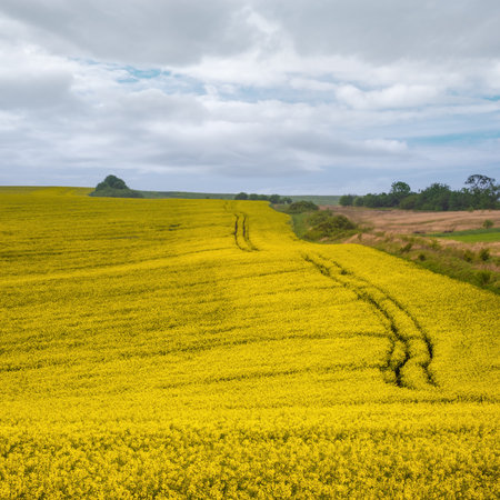 Spring yellow flowering rapeseed fields, ground road, cloudy sky and green hills. Natural seasonal, eco, farming, rural countryside beauty concept background.の写真素材