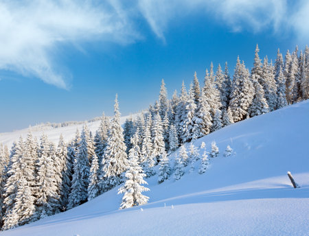 Morning winter calm mountain landscape with beautiful fir trees  on slope (Kukol Mount, Carpathian Mountains, Ukraine)の写真素材