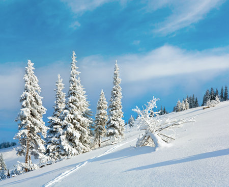Winter rime and snow covered fir trees on mountainside on sky backgroundの写真素材