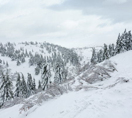 Snowy fir trees on winter hill in cloudy weather (Carpathian).の写真素材