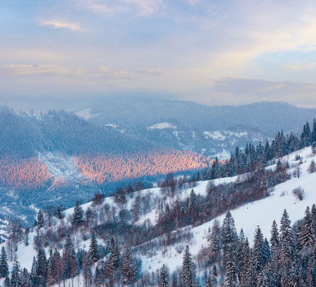 The islet of sunlight on tops of spruce trees on mountain slope in evening Carpathians (Skole Beskids, Lviv Oblast, Ukraine).の写真素材