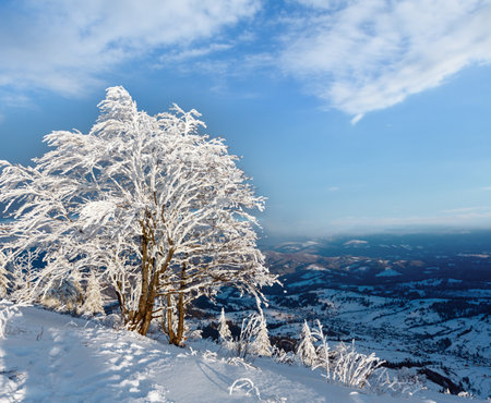 Evening winter calm mountain landscape with beautiful frosting trees and snowdrifts on slope (Carpathian Mountains, Ukraine)の写真素材