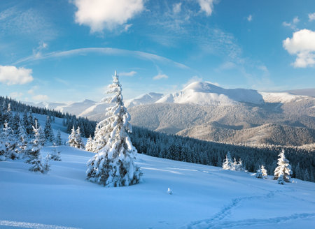Winter rime and snow covered fir trees on mountainside (Carpathian Mountains, Ukraine)の写真素材