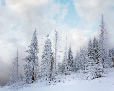 Winter calm mountain landscape with snowfall ang beautiful fir trees on slope (Kukol Mount, Carpathian Mountains, Ukraine)の写真素材