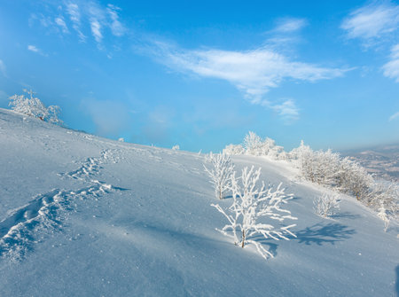 Morning winter calm mountain landscape with beautiful frosting trees and footpath track through snowdrifts on mountain slope (Carpathian Mountains, Ukraine)の写真素材