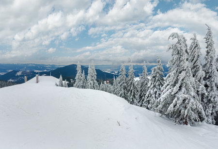 Icy snowy fir trees on top of winter hill (Carpathian cloudy landscape).の写真素材