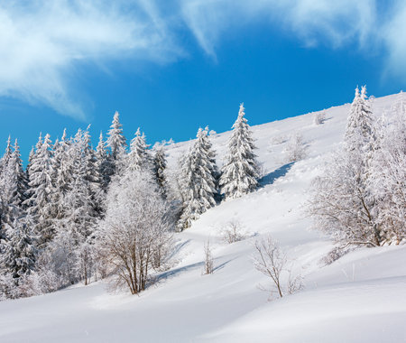 Winter calm mountain landscape with beautiful frosting trees and snowdrifts on slope (Carpathian Mountains, Ukraine)の写真素材