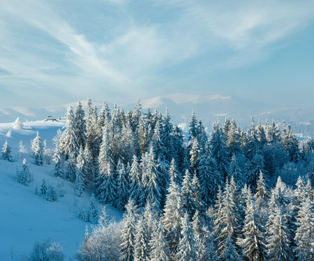 Morning winter calm mountain landscape with beautiful frosting trees and snowdrifts on slope (Carpathian Mountains, Ukraine).の写真素材