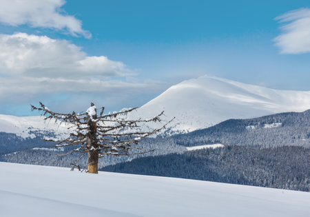 Picturesque winter mountain view from Skupova mountain slope with withered windbreak tree. Ukraine, view to Chornohora ridge and Pip Ivan mountain top, Carpathian.の写真素材