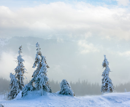 Icy snowy fir trees on winter morning hill in cloudy weather.の写真素材