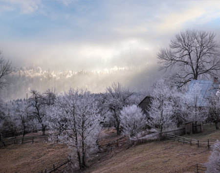 Winter coming. Picturesque pre sunrise scene above late autumn mountain countryside with hoarfrost on grasses, trees, slopes. Peaceful fairy sunlight rays from cloudy sky. Ukraine, Carpathian.の写真素材