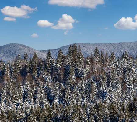 Winter alpine hills with fir and pine forest view from mountain village. Picturesque traveling, hiking, seasonal, nature and countryside beauty concept background scene.の写真素材