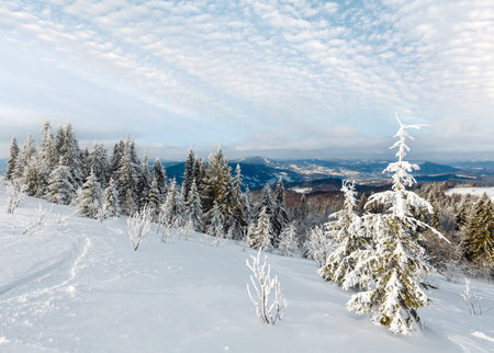 Winter calm mountain landscape with beautiful frosting trees and ski track through snowdrifts on mountain slope (Carpathian Mountains, Ukraine)の写真素材