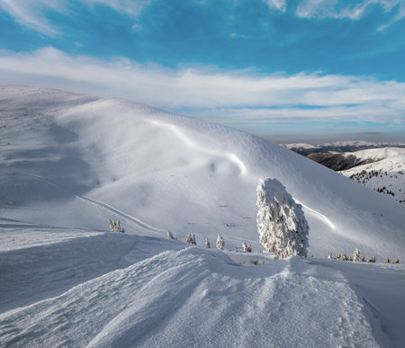 Snow covered fir trees on snowy mountain plateau, tops with snow cornices in far. Magnificent sunny day on picturesque beautiful alps ridge.の写真素材