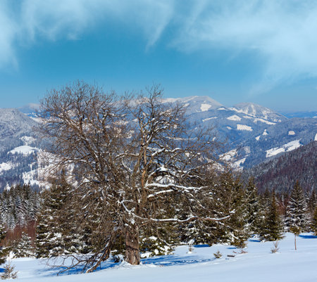 Picturesque winter snowy mountain view from Skupova mountain slope, Ukraine, Carpathian. Alpine plateau garden with big fruit tree.の写真素材