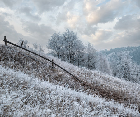 Winter coming. Picturesque foggy and moody pre sunrise scene in late autumn mountain countryside with hoarfrost on grasses, trees, slopes. Ukraine, Carpathian Mountains.の写真素材