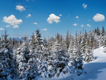 Alpine mountain snowy winter fir forest with snowdriftsの写真素材