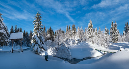 Alpine mountain snowy winter fir forest with snowdrifts and frozen small streamの写真素材