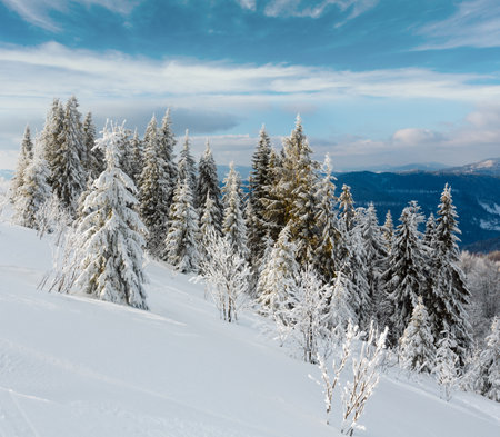Winter calm mountain landscape with beautiful frosting trees and snowdrifts on slope (Carpathian Mountains, Ukraine)の写真素材