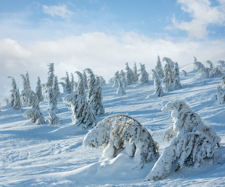 Icy snowy fir trees on winter morning hill in cloudy misty weather.の写真素材