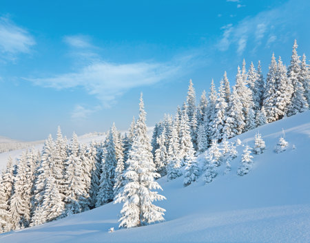 Morning winter calm mountain landscape with beautiful fir trees  on slope (Kukol Mount, Carpathian Mountains, Ukraine)の写真素材