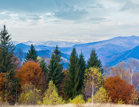 Morning autumn colorful forest and snow on mountain top behind.の写真素材