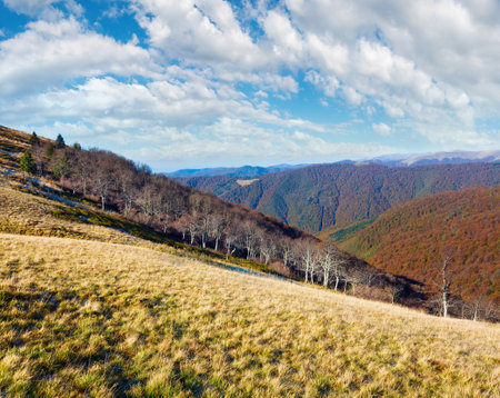 Autumn mountains  with a stark bare trees on forest edge in front (Carpathian, Ukraine).の写真素材