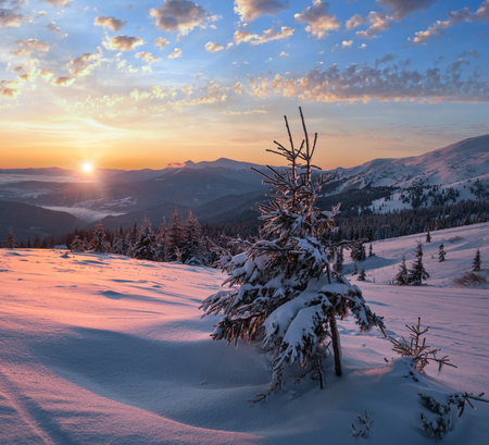 Picturesque winter alps sunrise. Highest ridge of the Ukrainian Carpathians is Chornohora with peaks of Hoverla and Petros mountains. View from Svydovets ridge and Dragobrat ski resort.の写真素材