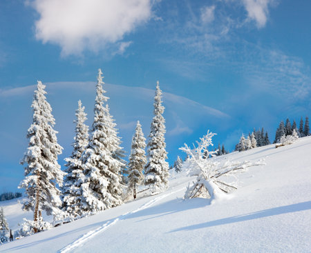 Winter rime and snow covered fir trees on mountainside (Carpathian Mountains, Ukraine)の写真素材