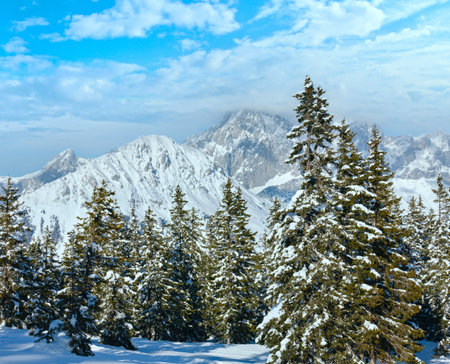 Winter mountain fir forest snowy landscape (top of Papageno bahn - Filzmoos, Austria)の写真素材