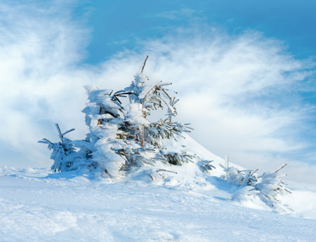 Icy snowy fir trees on winter morning hill on cloudy sky background.の写真素材