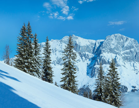 Morning winter mountain panorama with fir trees in front (Hochkoenig region, Austria)の写真素材