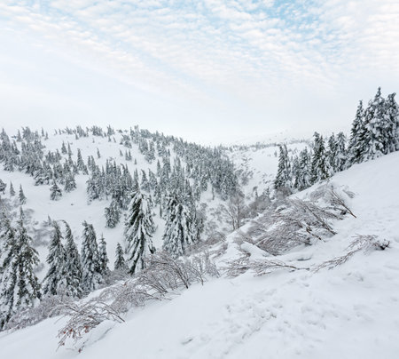 Snowy fir trees on winter hill in cloudy weather (Carpathian).の写真素材