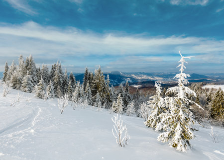 Winter calm mountain landscape with beautiful frosting trees and ski track through snowdrifts on mountain slope (Carpathian Mountains, Ukraine)の写真素材
