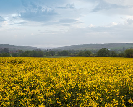 Spring yellow flowering rapeseed fields, cloudy pre-thunderstorm rainy sky and green hills. Natural seasonal, climate, weather, eco, farming, rural countryside beauty concept.の写真素材