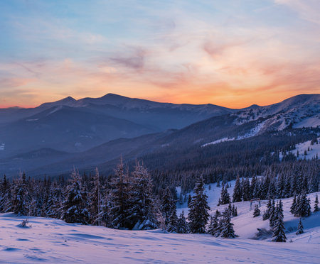 Picturesque winter alps sunrise. Highest ridge of the Ukrainian Carpathians is Chornohora with peaks of Hoverla and Petros mountains. View from Svydovets ridge and Dragobrat ski resort.の写真素材