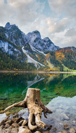 Tree stumps after deforestation near Gosauseen or Vorderer Gosausee lake, Upper Austria.  Dachstein summit and glacier in far.の写真素材