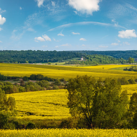 Spring countryside view with rapeseed yellow blooming fields, groves, hills. Ukraine, Lviv Region.の写真素材